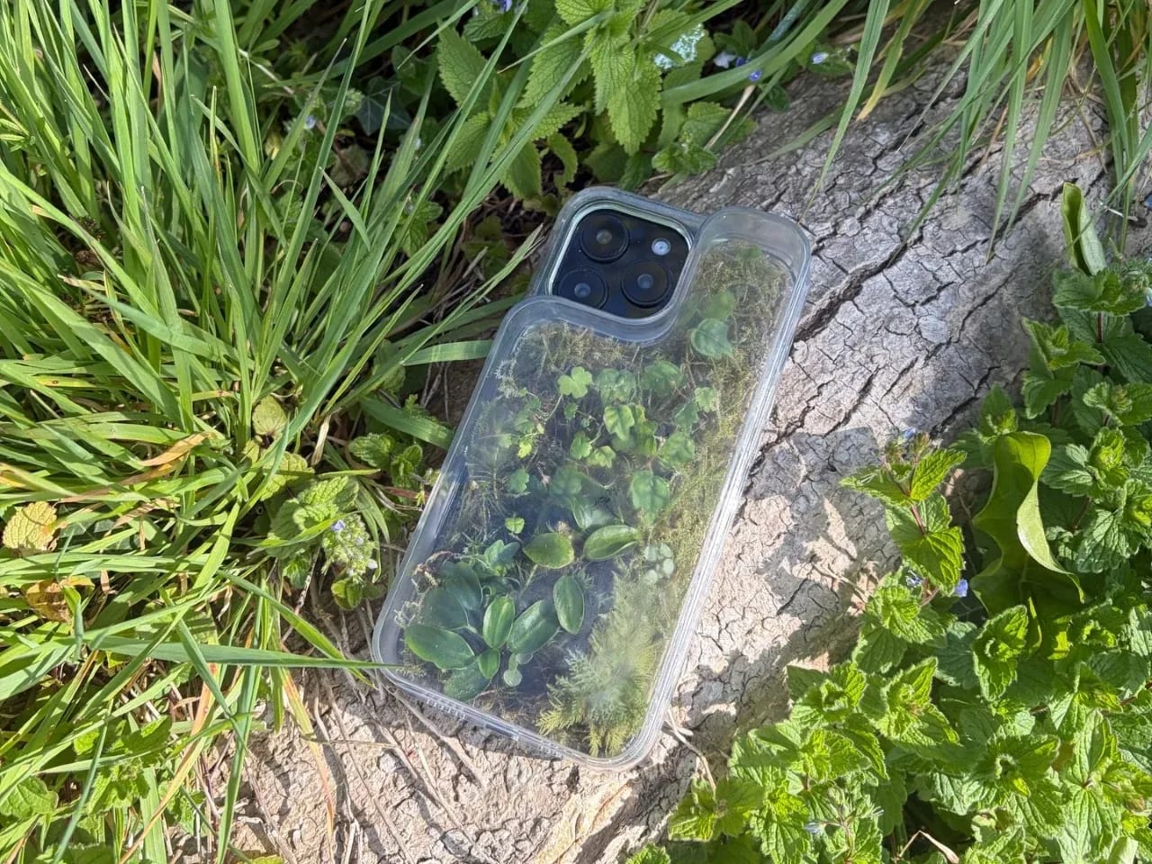 Прозрачный чехол-террариум для iPhone 16 Pro Max с мхом и растениями внутри